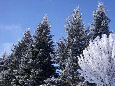 Vrcholky stromů v zimě
