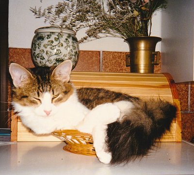 003-bela-dar-od-jj-srpen-1997.jpg