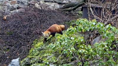 03-panda-cervena-nam-neunikla.jpg