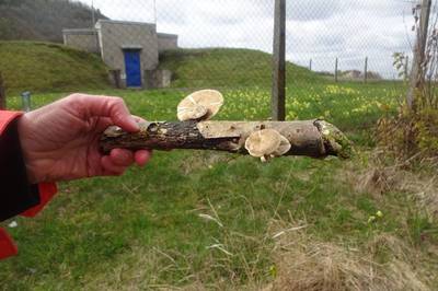 04-houby-houby-houbicky.jpg