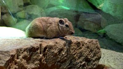 12-gundi-saharsky.jpg