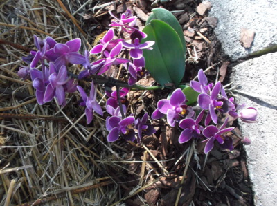 Orchidej