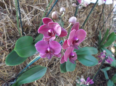 Orchidej