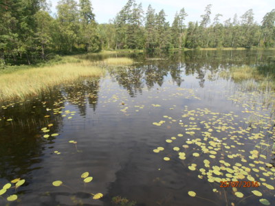 Jezero s lekníny