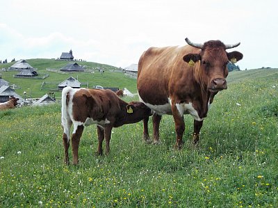 Veliká Planina a původce předmětu fotohádanky