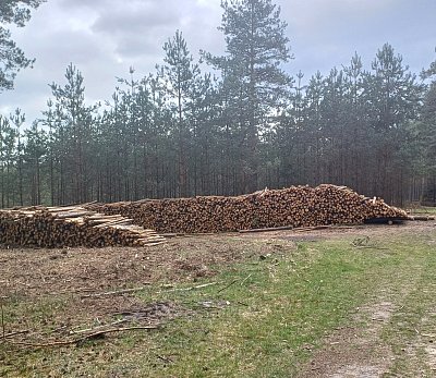 Všude se kácí.