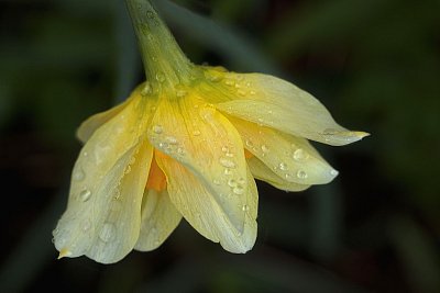 24 - Narcis žlutý