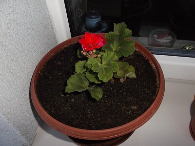Muškát
