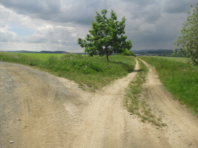 Bludné kořeny