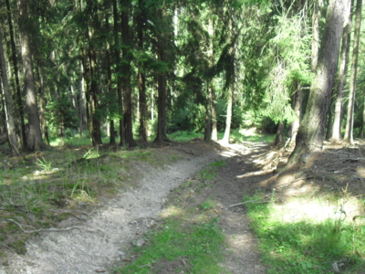 Bludné kořeny