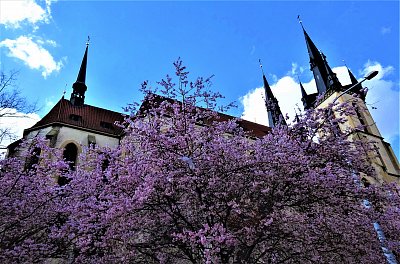Sv. Antonín v růžové