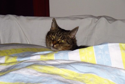 Dobrou noc *