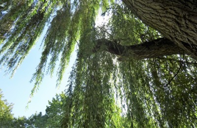 Pod vrbou