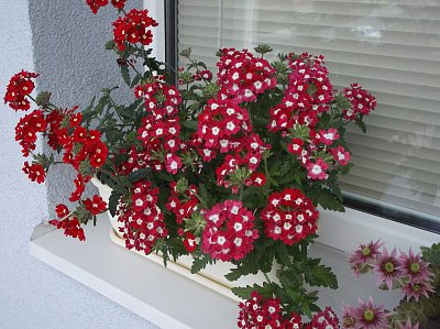 Verbena