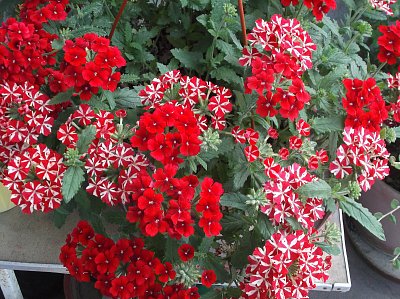 Verbena