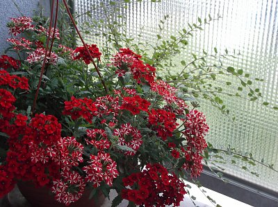 Verbena a skalník