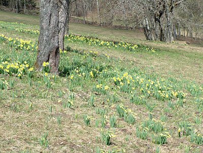 narcisy