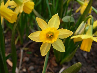 narcis