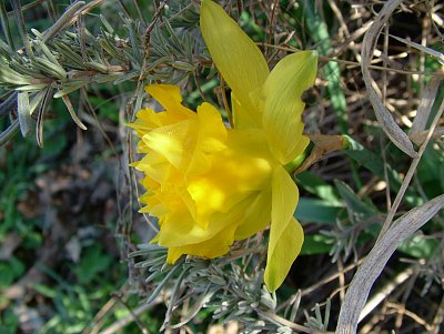 narcis