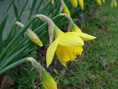narcis