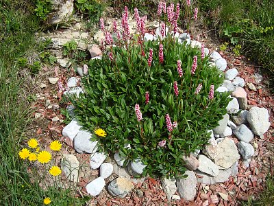 Gymnadenia conopsea ssp. alpina - Pětiprstka žežulník alpská