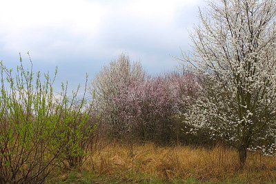 Barvy předjaří