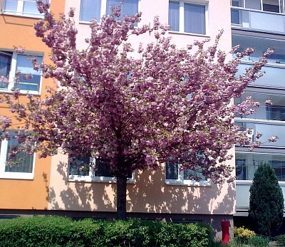 Ozdoba sídliště