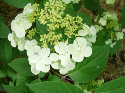 hortenzie latnatá