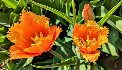 Tulipány