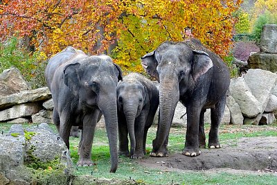 Podzimní Zoo Praha