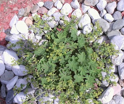 01. alchemilla-vulgaris-l.-kontryhel-ostrolaločný