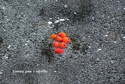 dsc01801z.jpg