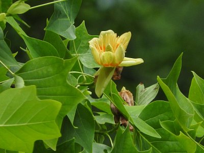 dscn0062-1.jpg