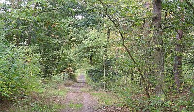 dscn0534-lesni-cesta.jpg