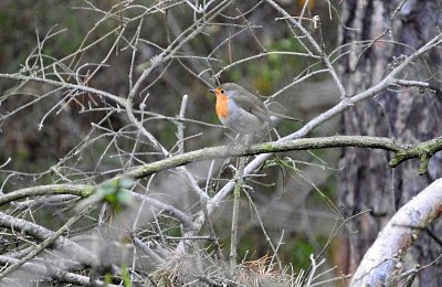 dscn1170-cervenka-orez.jpg