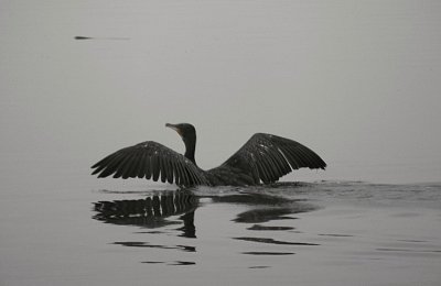 dscn3694-kormoran.jpg