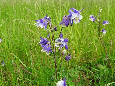 dscn4655-orlicky-na-louce.jpg