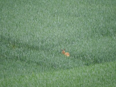 dscn4664-v-obili.jpg