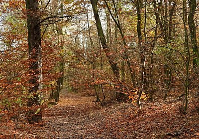 dscn5756-lesni-cesta.jpg