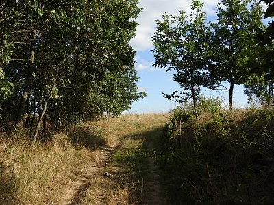 dscn5986-cesta-z-lesa.jpg
