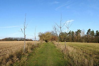 dscn6546-frantiskova-alej.jpg