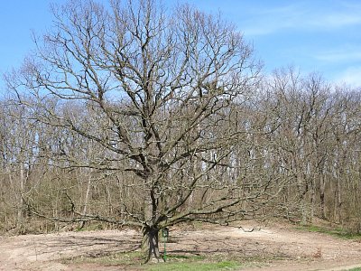 dscn6680-pamatny-strom.jpg
