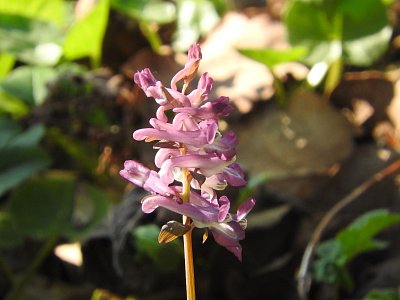 dscn7324dymnivka-ruzova.jpg