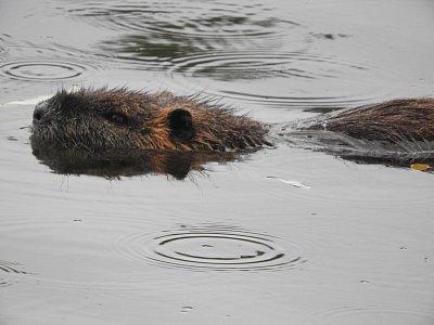 dscn9517-nutrie.jpg