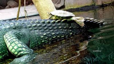 gavial-a-zelva.jpg