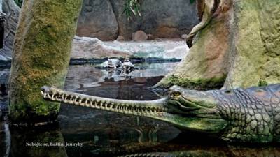 gavial.jpg