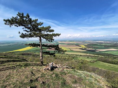 Stará borovice dohlíží na krajinu