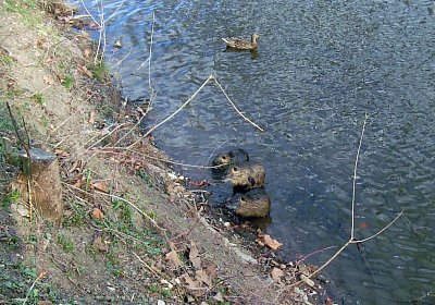 12. Nutrie 1
