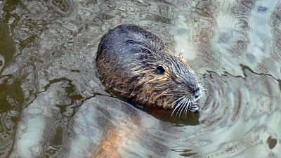 14. Nutrie 3