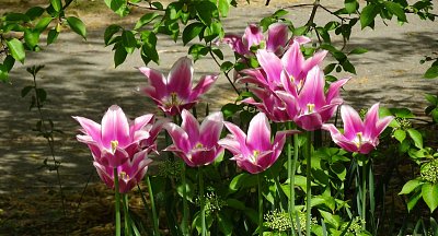 ruzove-tulipany.jpg